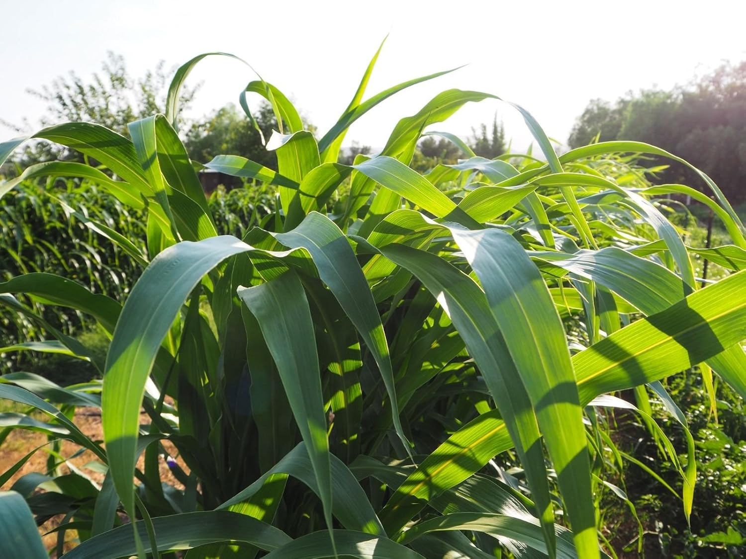 Sudangrass BMR F1 Seeds (250) Certified Organic, NonGMO Seed