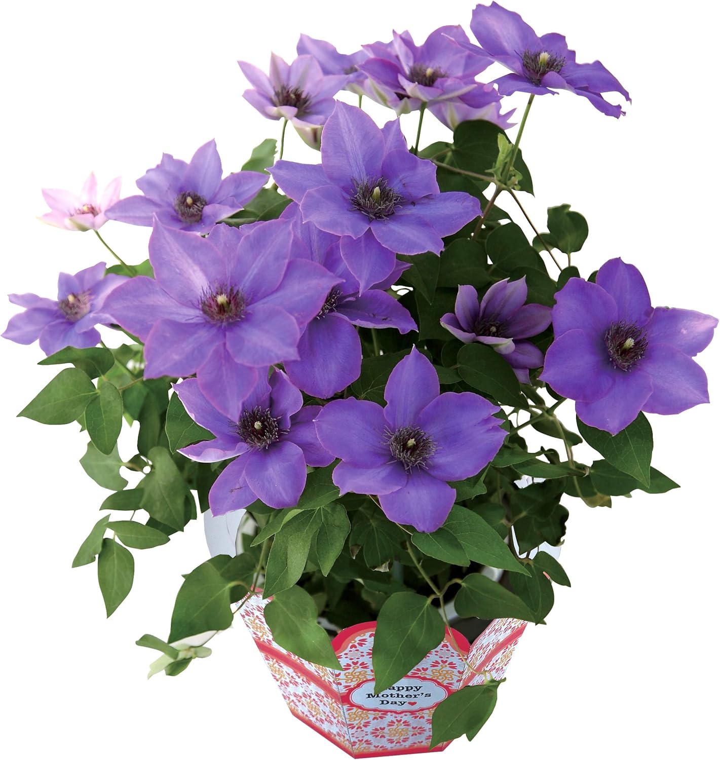 Amazon 花のギフト社 母の日 クレマチス てっせん 鉢植え 鉢花 プレゼント 花 鉢 フラワーギフト ブルー 花のギフト社 Hana No Gift Sha 観葉植物 通販