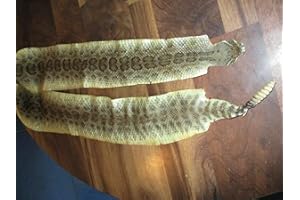 TRUBLU SUPPLY Rattlesnake Skin Prairie Rattler Hide Dry Tanned Bow Wrap Pen Blanks 44"