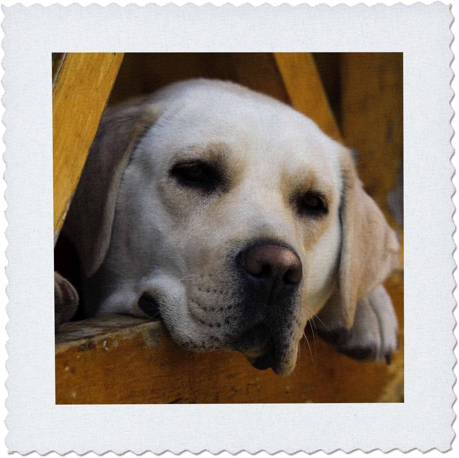 blond labrador retriever