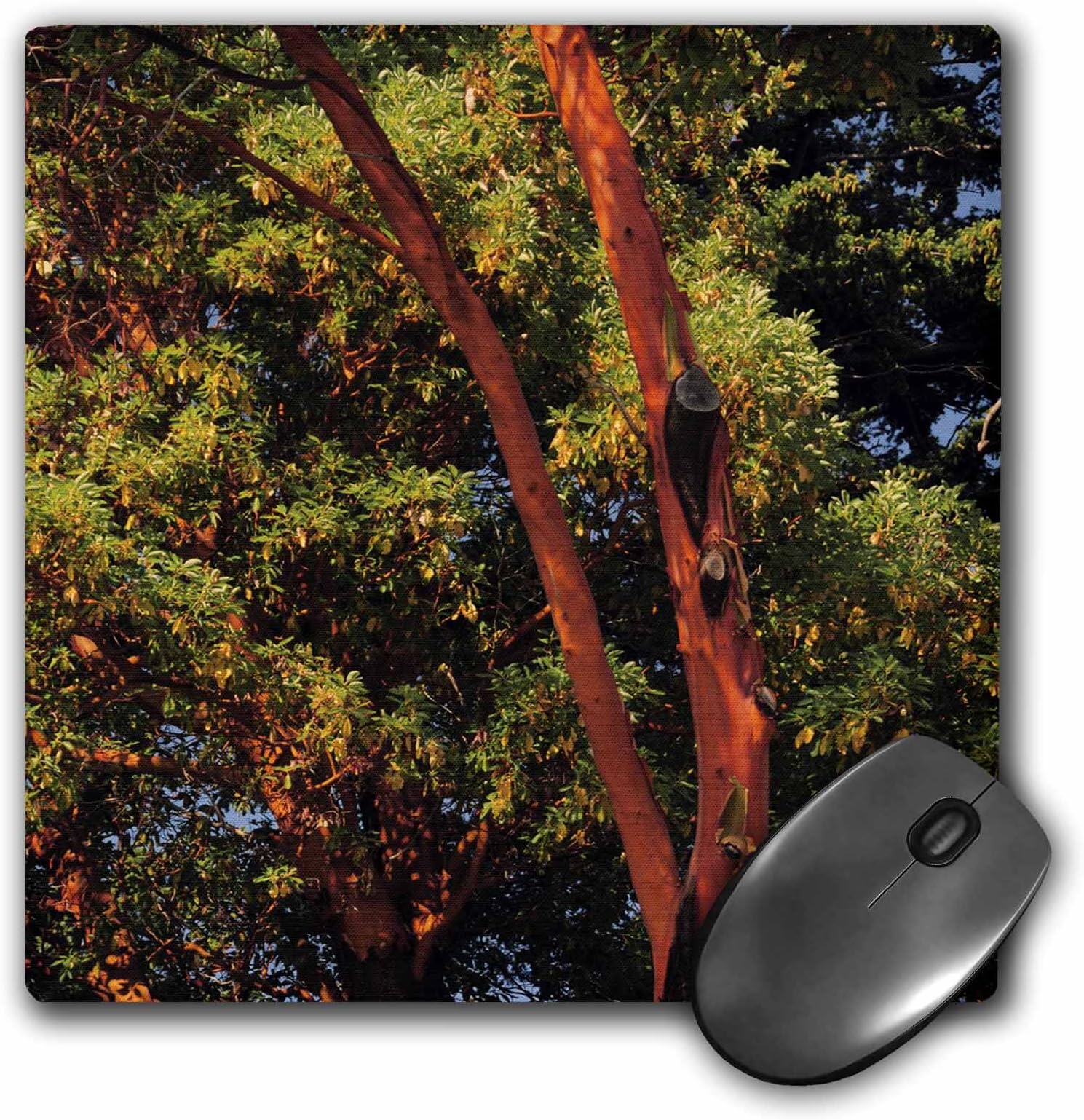 3dRose mp_148370_1 8" x 8" Pacific Madrona Tree Orcas Island Washington Usa Us48 Mhe00 Michel Hersen Mouse Pad