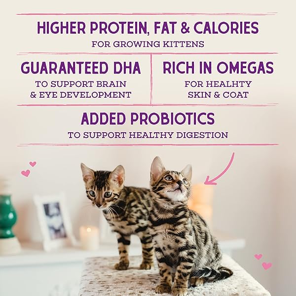 STELLA & CHEWY’S RAW COATED PREMIUM KIBBLE CAT & KITTEN FOOD – GRAIN FREE, PROTEIN RICH MEALS – CAGE-FREE CHICKEN FOR KITTENS RECIPE – 2.5 LB. BAG