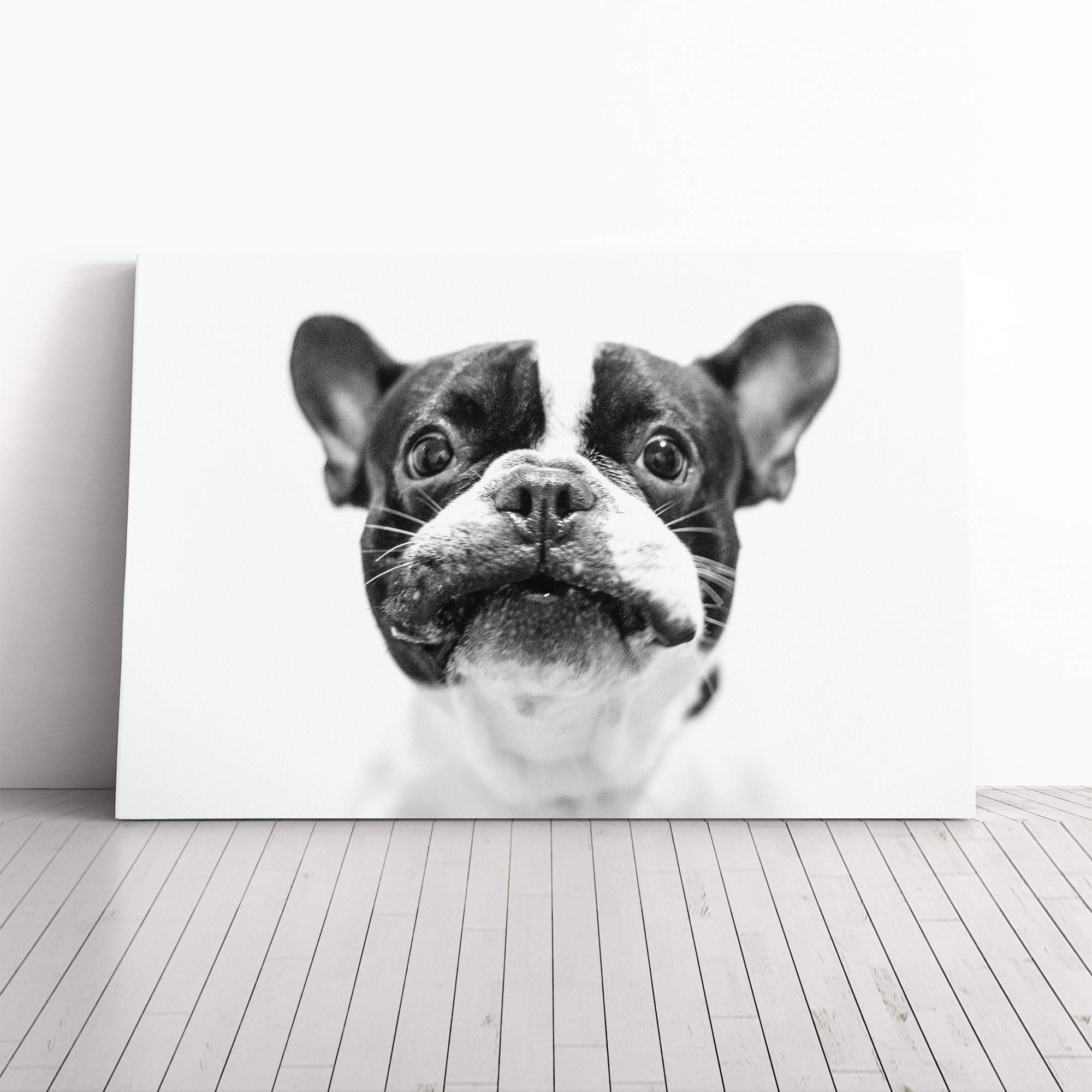 French Bulldog Dog (2) Canvas Print | Gallery Wrapped 30mm Frame Wall Art | 20x14 inches | Ready to Hang | French Animals Picture | Living Room Bedroom Lounge Office