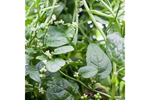 KVITER 100 Green Giant Malabar Spinach Seeds for Planting (Basella Alba) – Vine Spinach Organic Seeds, Grows Fast, Heat-Tolerant – Perfect Non GMO Heirloom Vegetable Seeds for Outdoor & Indoor Garden