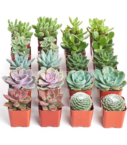 Amazon.com : Arcadia Garden Products Live Assorted Mini