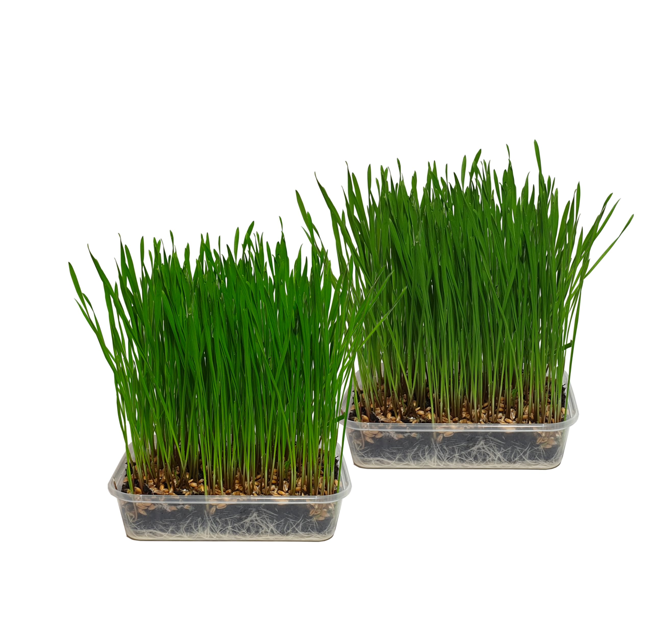 Cat FurNature - Pet Grass 2 pack (Grow your own kits)