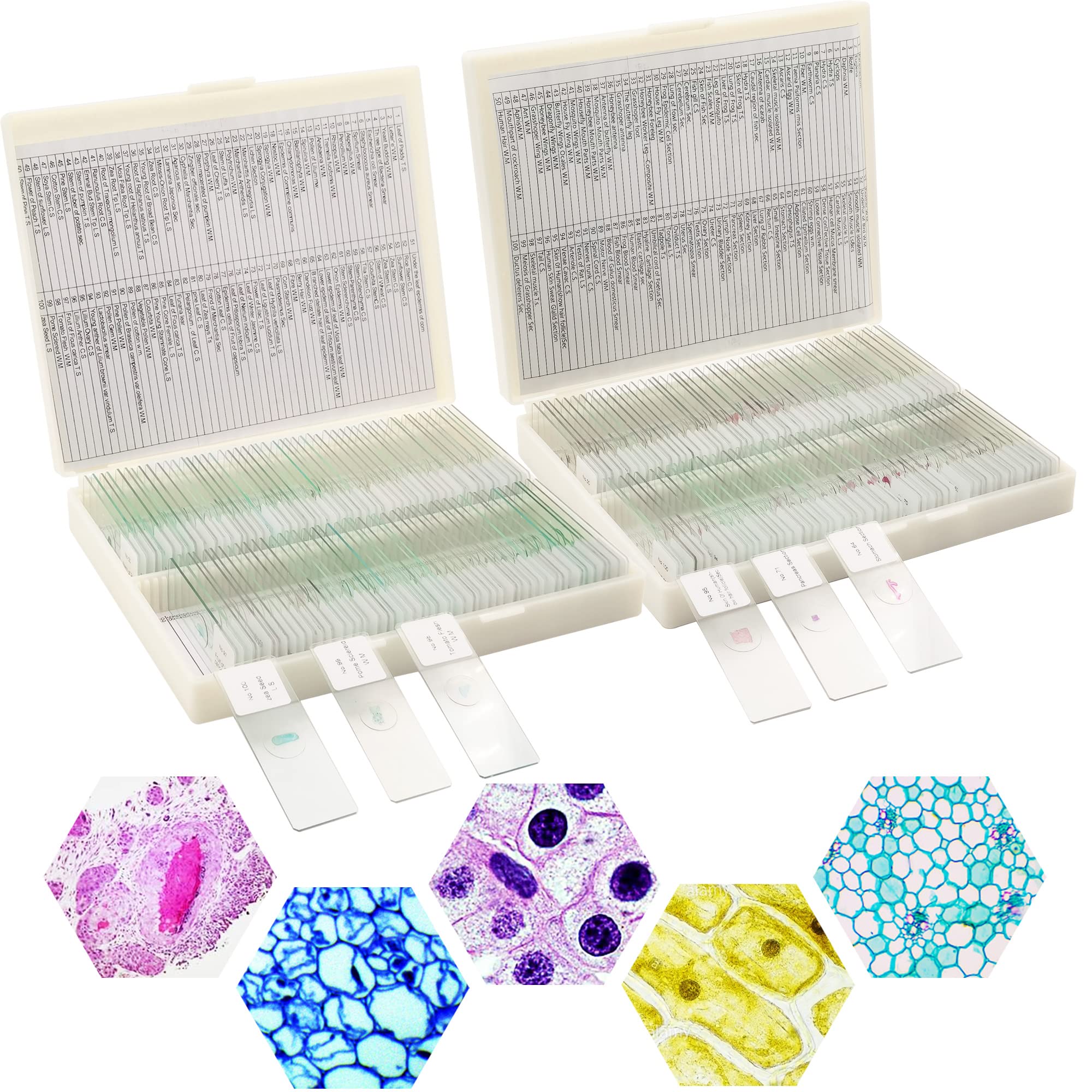 Prolee 200 Packs Microscope Slides, 100 Plants