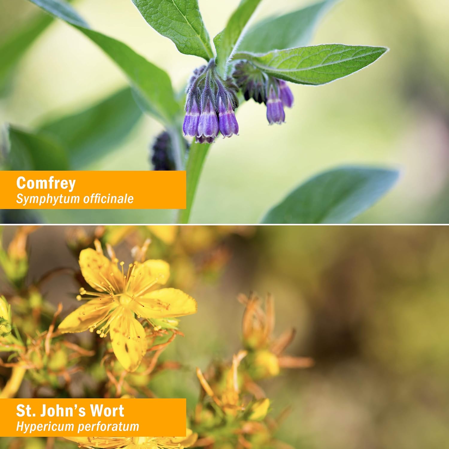 Herb Pharm Original Salve with Comfrey and St. John's Wort - 24 Grams: Health & Personal Care