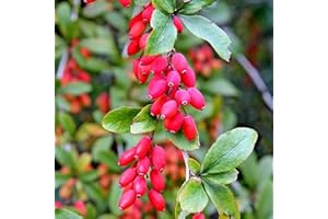 CHUXAY GARDEN European Barberry Seed 20 Seeds Great Berberis Vulgaris Deciduous Shrub Attract Butterflies and Bees Easy to Grow & Maintain