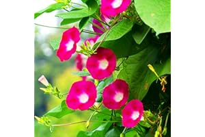 KVITER 100 Scarlet O'Hara Morning Glory Seeds for Planting (Ipomoea Nil)– Scarlet/Red Morning Glory Vining Flower Seeds to Plant Outside, Hummingbird Attractor, Heirloom Seeds for Trellis, Containers