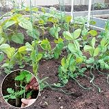 D.A.Y. Republic 200M Garden Twine Polypropylene String Rope Green Weatherproof view 7