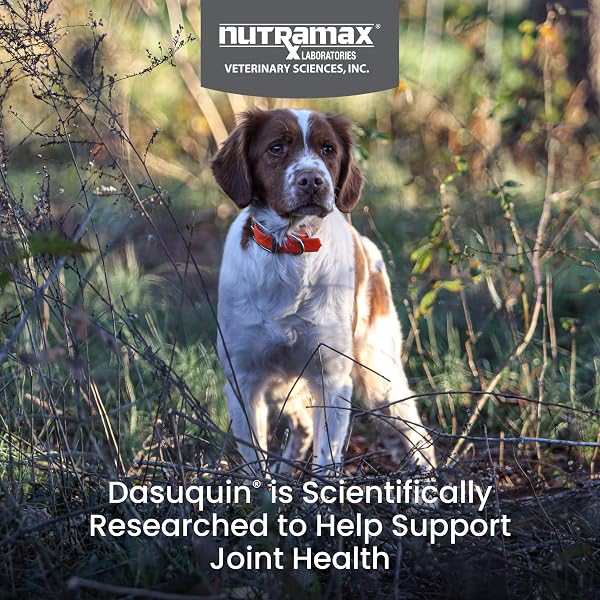 NUTRAMAX DASUQUIN FOR SMALL TO MEDIUM DOGS, JOINT HEALTH SUPPLEMENT, CONTAINS GLUCOSAMINE FOR DOGS, PLUS CHONDROITIN, ASU, MSM AND MORE, SUPPORTS HEALTHY JOINTS, SOFT CHEWS, 42 COUNT