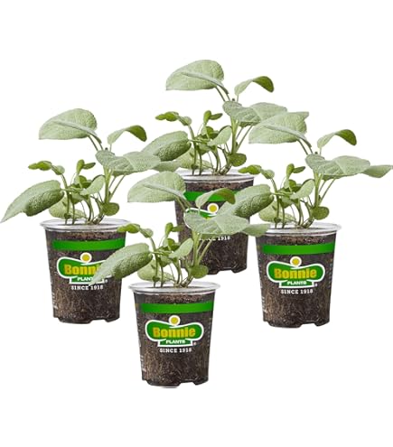 Amazon.com : Alamo EN RAMAS/Alamo Herbs : Patio, Lawn & Garden