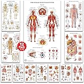 12 Human Anatomy Posters - Medical Posters 18x30 - Laminated Poster | Circulatory, Skeletal, Male Female Muscular, Lymphatic, Reproductive, Nervous, Digestive, Endocrine, Respiratory Systems