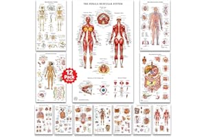 THE ART OF SCIENCE 12 Human Anatomy Posters - Medical Posters, Circulatory, Skeletal, Male Female Muscular, Lymphatic, Reproductive, Nervous, Digestive, Endocrine, Respiratory Systems, Models, Science Biology Health Poster for Classroom, Office, Laminated - 18x30