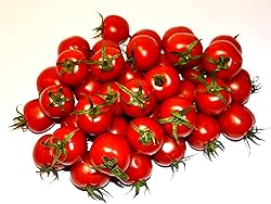 Tomato Cherry Maskotka Cascading Trailing Dwarf