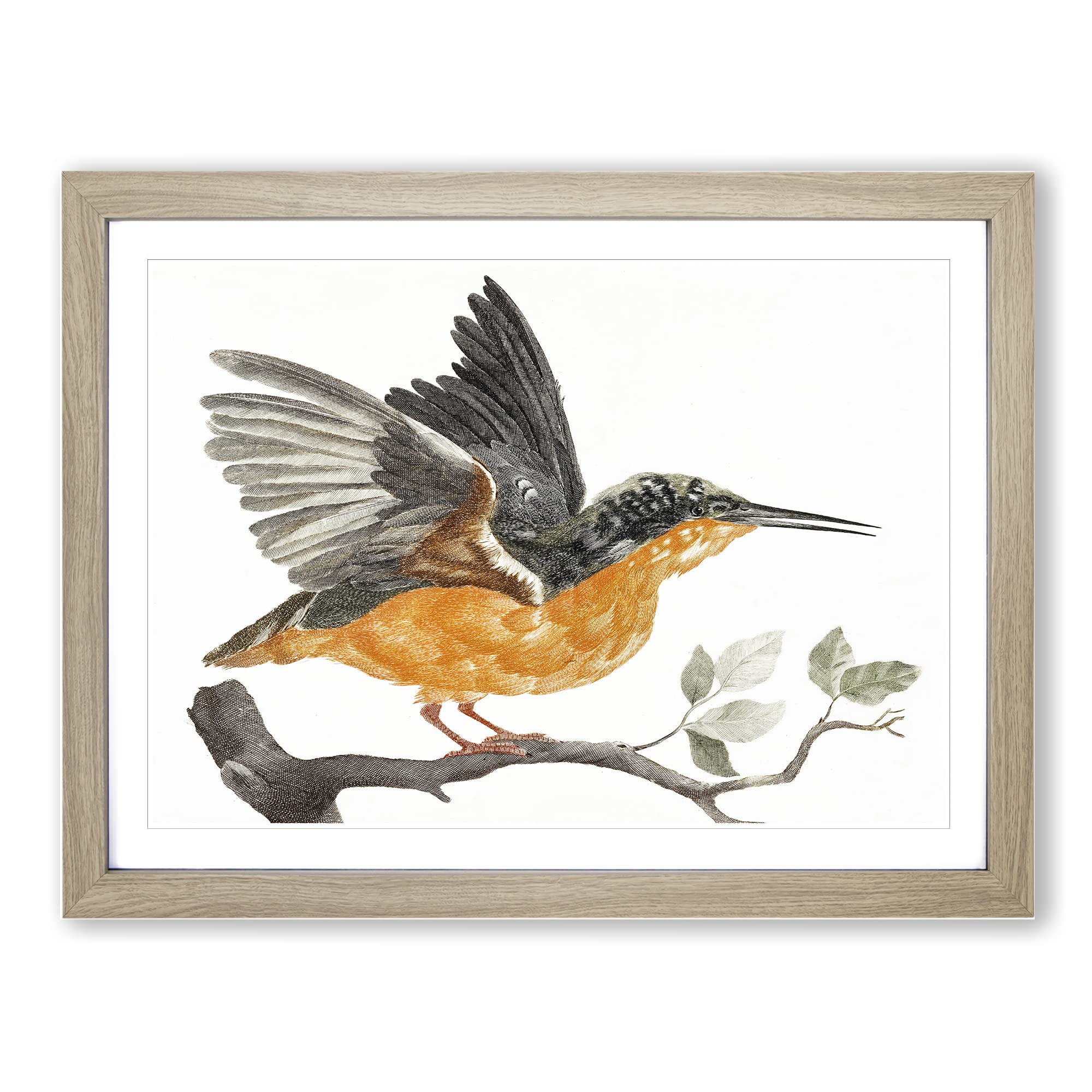 Kingfisher Bird By Johan Teyler Vintage Framed Print | A4 Oak Framed Wall Art | Ready to Hang | Classic Nature Picture | Living Room Bedroom Lounge Office