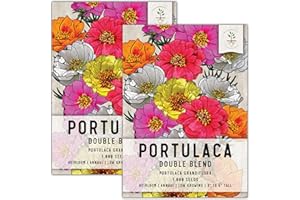 Seed Needs, Portulaca Seeds - 1,000 Heirloom Seeds for Planting Portulaca grandiflora - Annual Wildflower, Moss Rose, Great for Rock Gardens, Pots & Containers (2 Packs)