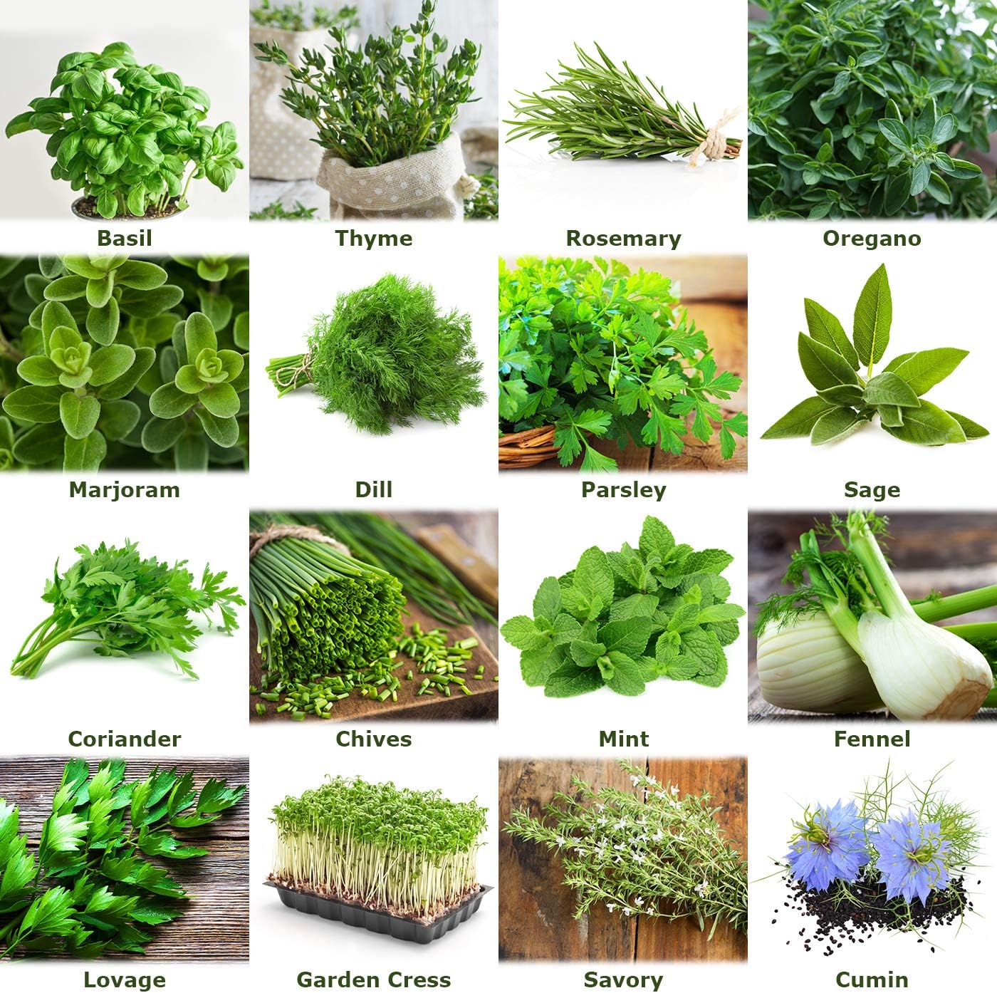 !!!New!!! Mix"herb Garden" 16 x 50 Seeds of The Most Popular Herbs from