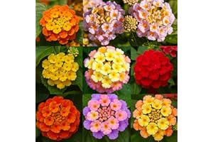 EQUSYM 600 Lantana Flower Seeds – Colorful Perennial Seeds | Drought-Tolerant, Easy to Grow & Long-Blooming | Attracts Butterflies & Hummingbirds (600 Lantana Flower Seeds)