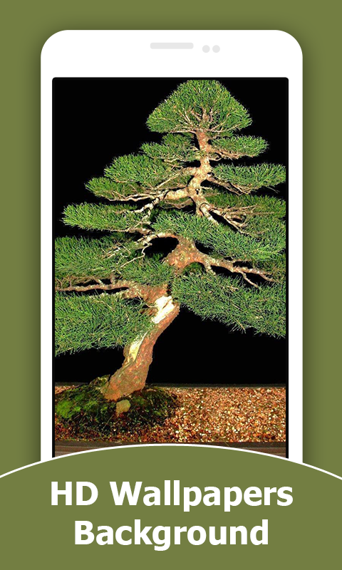 Bonsai HD Wallpapers And Background