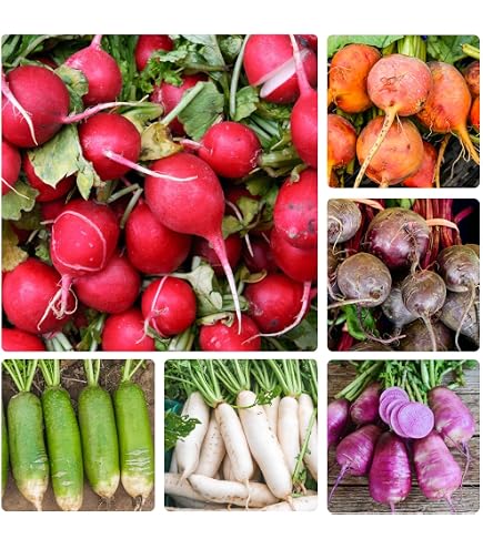 Amazon.com : Purple Plum Radish Seeds (Raphanus sativus) – 150+