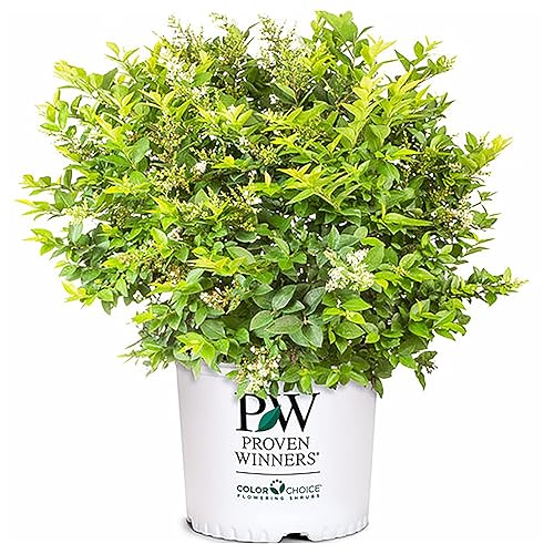 2 Gallon Proven Winners Golden Ticket Ligustrum Shrub