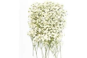 GHFJDK 50Pcs Mini Dried Pressed White Baby’s Breath Flowers Bulk - Real Natural Flat Flowers for Epoxy Craft, Scrapbooking, Wedding Invitations, Home Decor, DIY Gifts for Crafters & Event Planners (50)