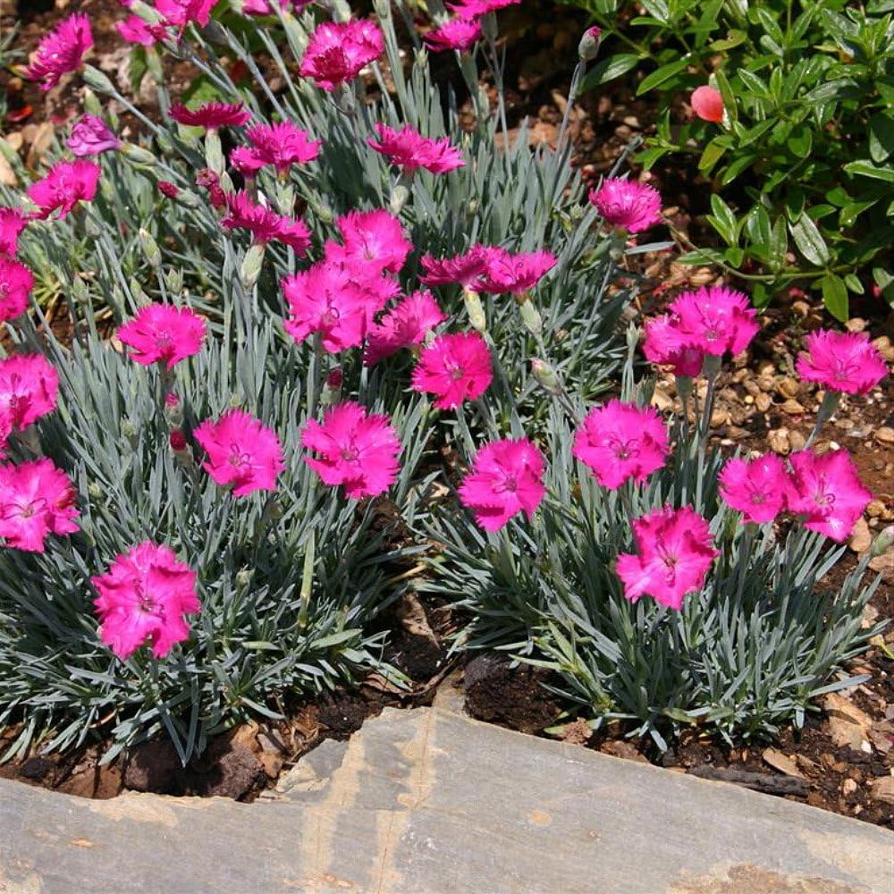 Amazon Com 1 Neon Star Dianthus Cottage Pinks Fragrant Hardy