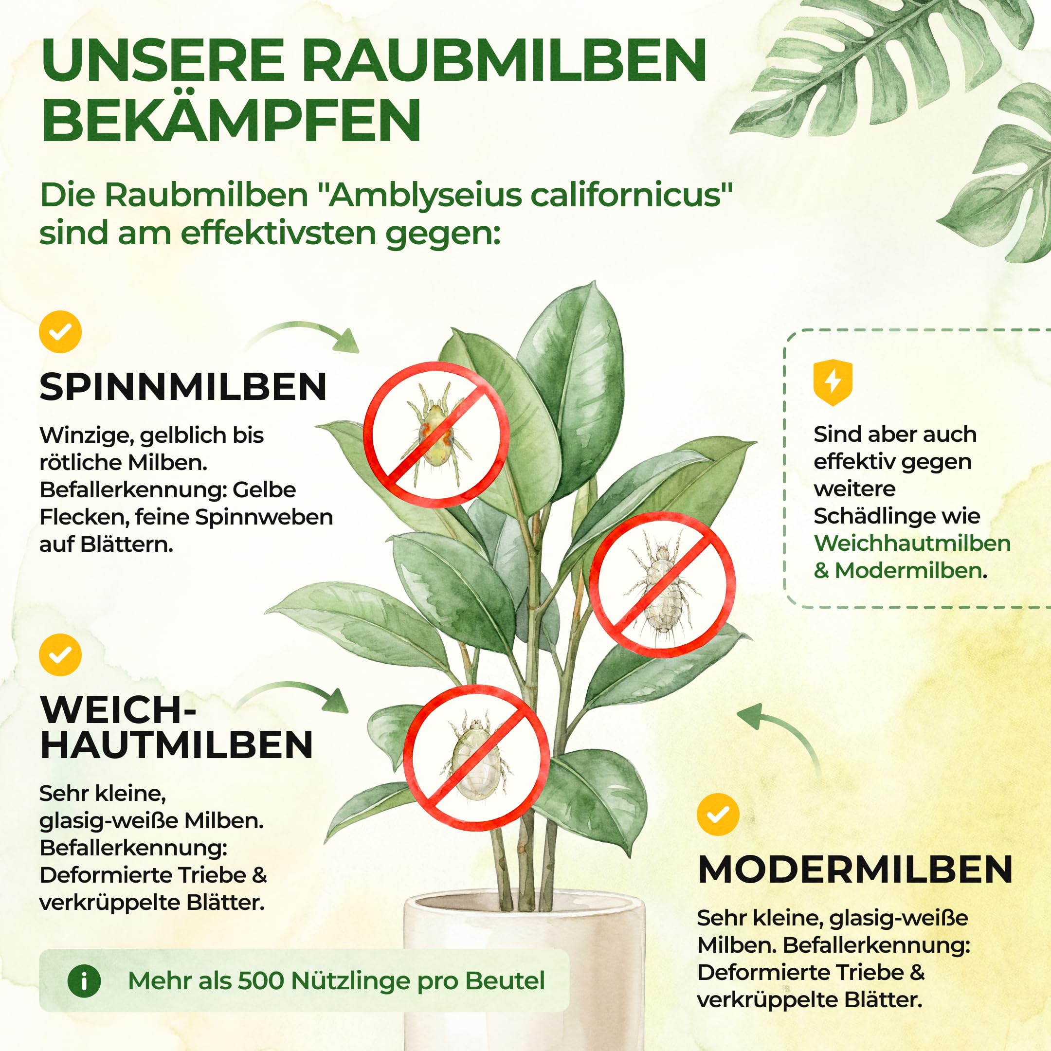 GREEN GUARDIA Power Raubmilben gegen Spinnmilben – 10 Tüten - Biologisches Mittel zur effektiven Spinnmilben Bekämpfung für Zimmer- & Zierpflanzen sowie Canna. – chemiefreie Mittel 2