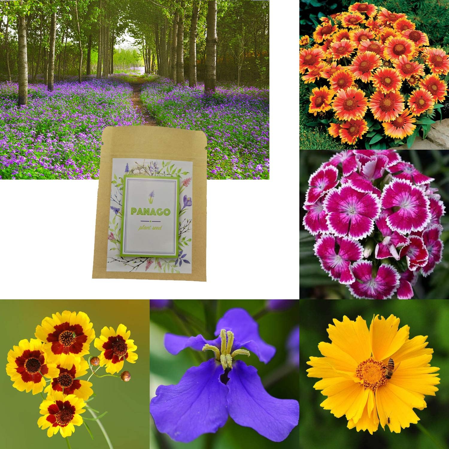 2000+ Wildflower Seeds Collection (5 Individual Seed Packets), Perennials Flower Seeds for Garden Planting