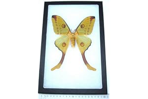 BicBugs Argema mittrei female REAL FRAMED COMET LUNA MOTH INDONESIA