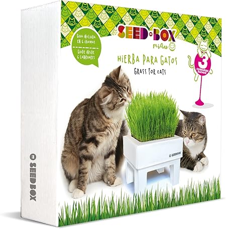 SeedBox SBMIHG Kit huerto Urbano de Hierba, Blanco, 20x25x25 cm ...