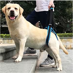 dog harness amazon prime