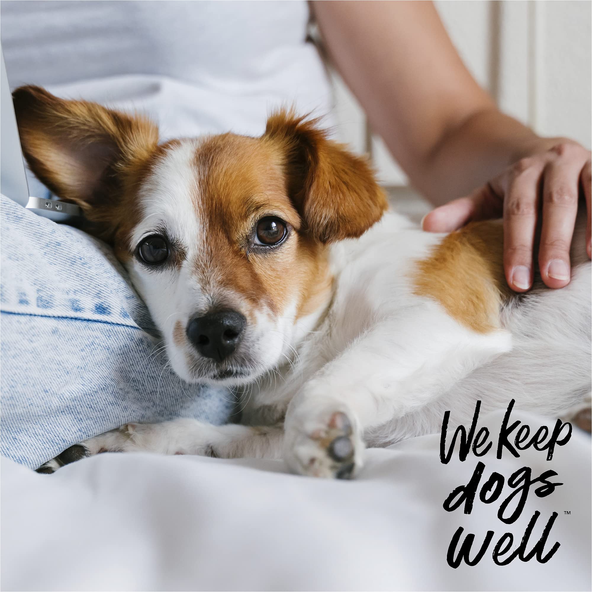 DOGSWELL Remedy + Recovery Medicated Antiseptic Spray for Dogs, 4 oz