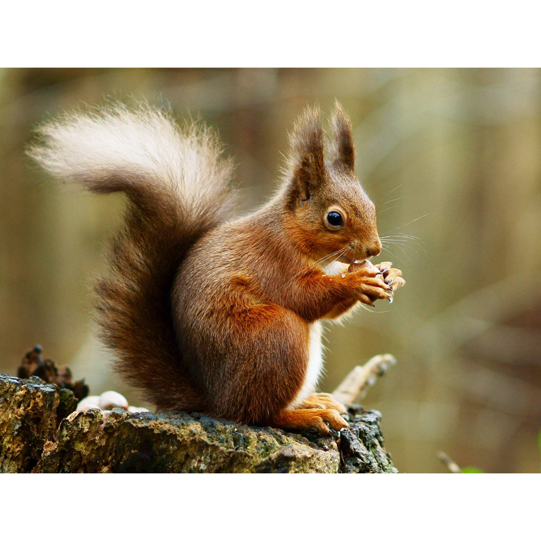 Trimming Red Squirrel Eating Forest Nature Photo Premium Wall Art Canvas Print 18X24 Inch