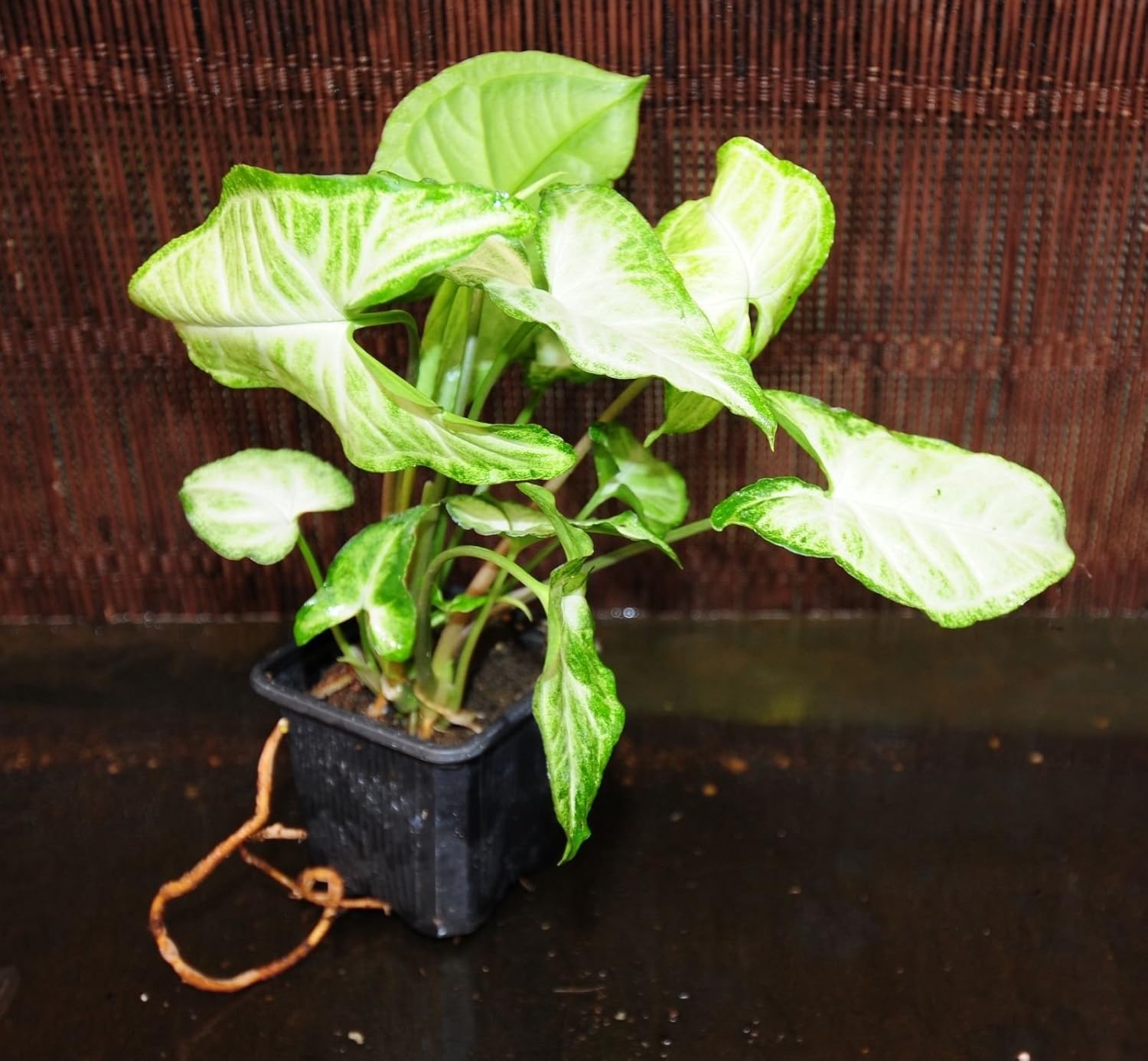 Nephthytis Syngonium podophyllum 'WHITE BUTTERFLY' Arrowhead Plant in 3