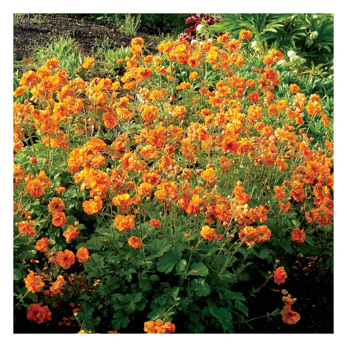 Perennial Flowers Plants Home Garden Geum Fire Storm Geum Fire Storm Plant In 4 Pot Patio Plants