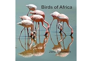 Birds of Africa