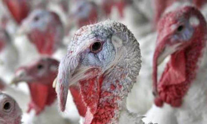 Aliciakachmar - //medicalbooks.filipinodoctors.org