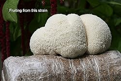 Root Mushroom Farm-Mushroom Liquid Cultures/Lion's