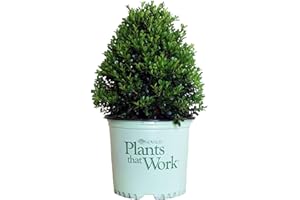 GREEN PROMISE FARMS Plants That Work - Buxus 'Cranberry Creek' (Boxwood) Evergreen, , 3 - Size Container