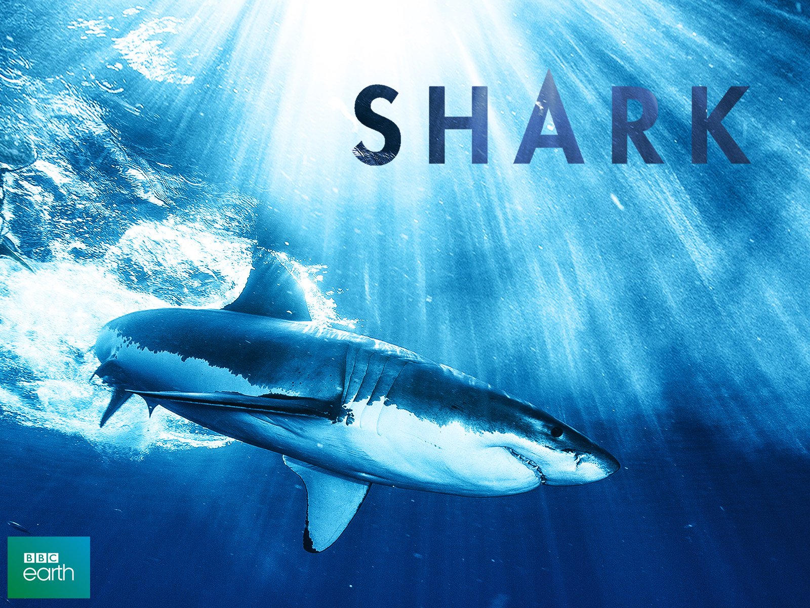 Watch Shark Prime Video