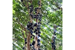 Jabuticaba Seeds - Buy Jabuticaba Tree Jabuticaba Plant, Plinia Cauliflora, Fruit Tree, Fruit Seeds Trees, Fruit Trees Column