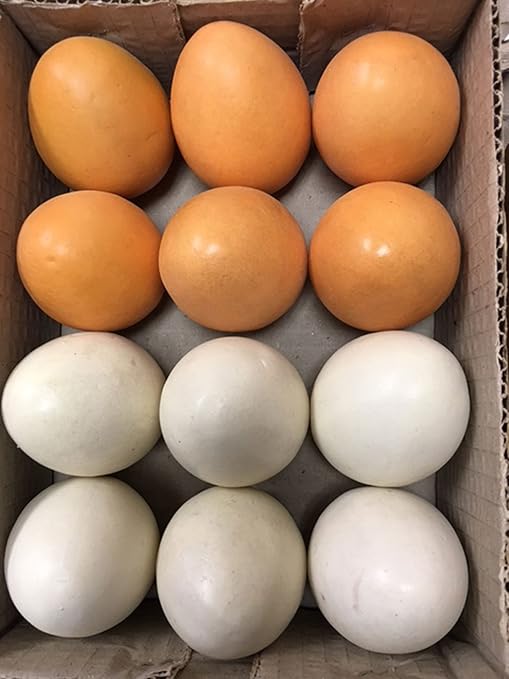 Artificial County Chicken Egg Box Of 12 Decorative Farmhouse Eggs 2 Colors