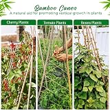 LOIBUYZ Bamboo Canes 5-6ft Heavy Duty Plant Supports for Outdoor Use view 3