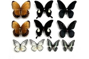 vinatimes Real Butterfly Specimens Animal Mounted Moth Entomology Taxidermy Oddity Scientific Artwork Crafts UM01-XOE
