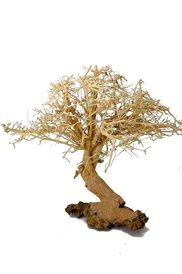 Image result for bonsai driftwood