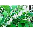Great Solomons Seal Seeds for Planting (30 Seeds) - Polygonatum biflorum - Stunning Weeping Flowers and Fruit Bearing