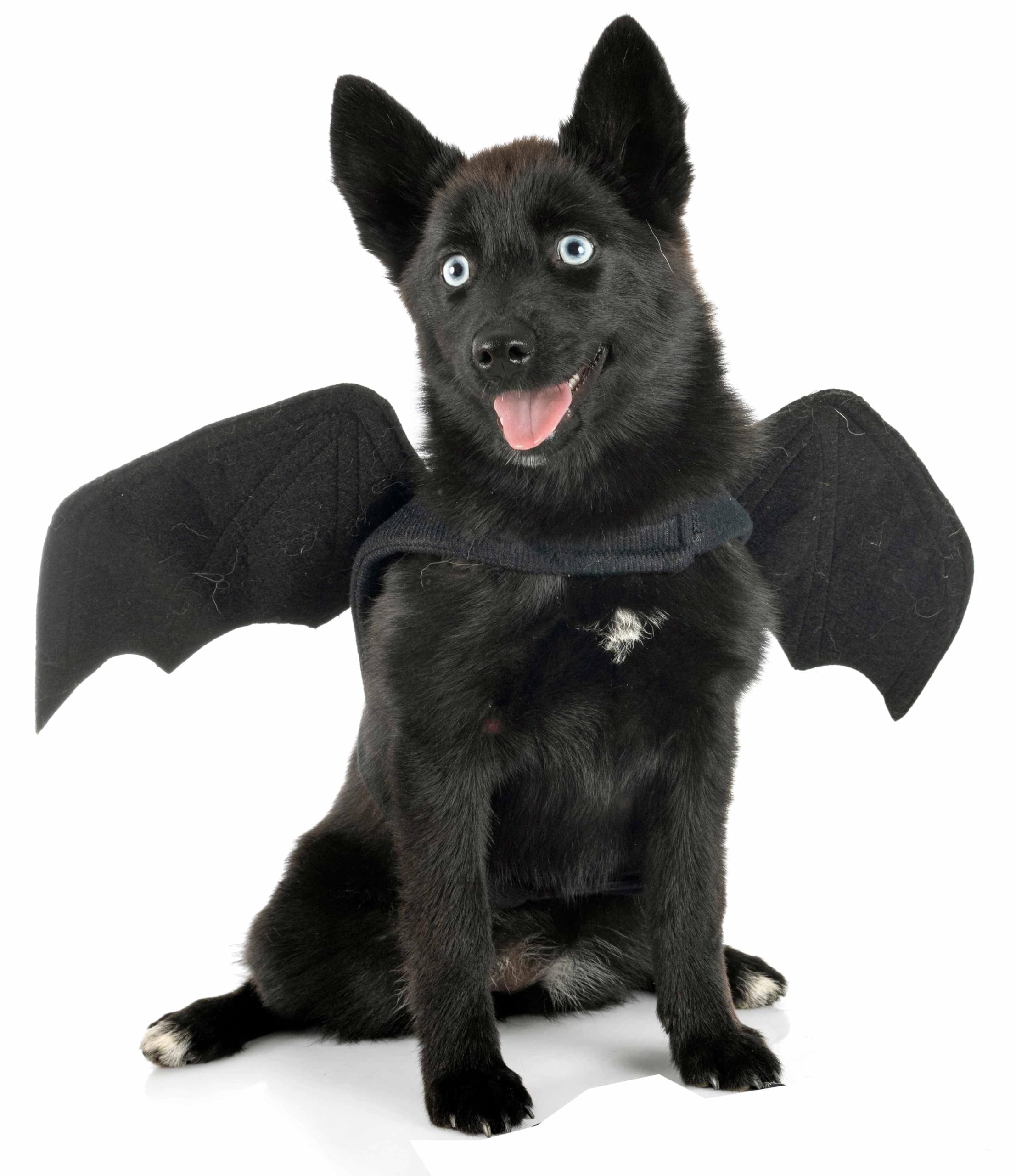 Photo 1 of QUV Halloween Costumes for Dogs, Bat Wings for Pets, Cute Apparel Cosplay Party Decoration for Large Dog